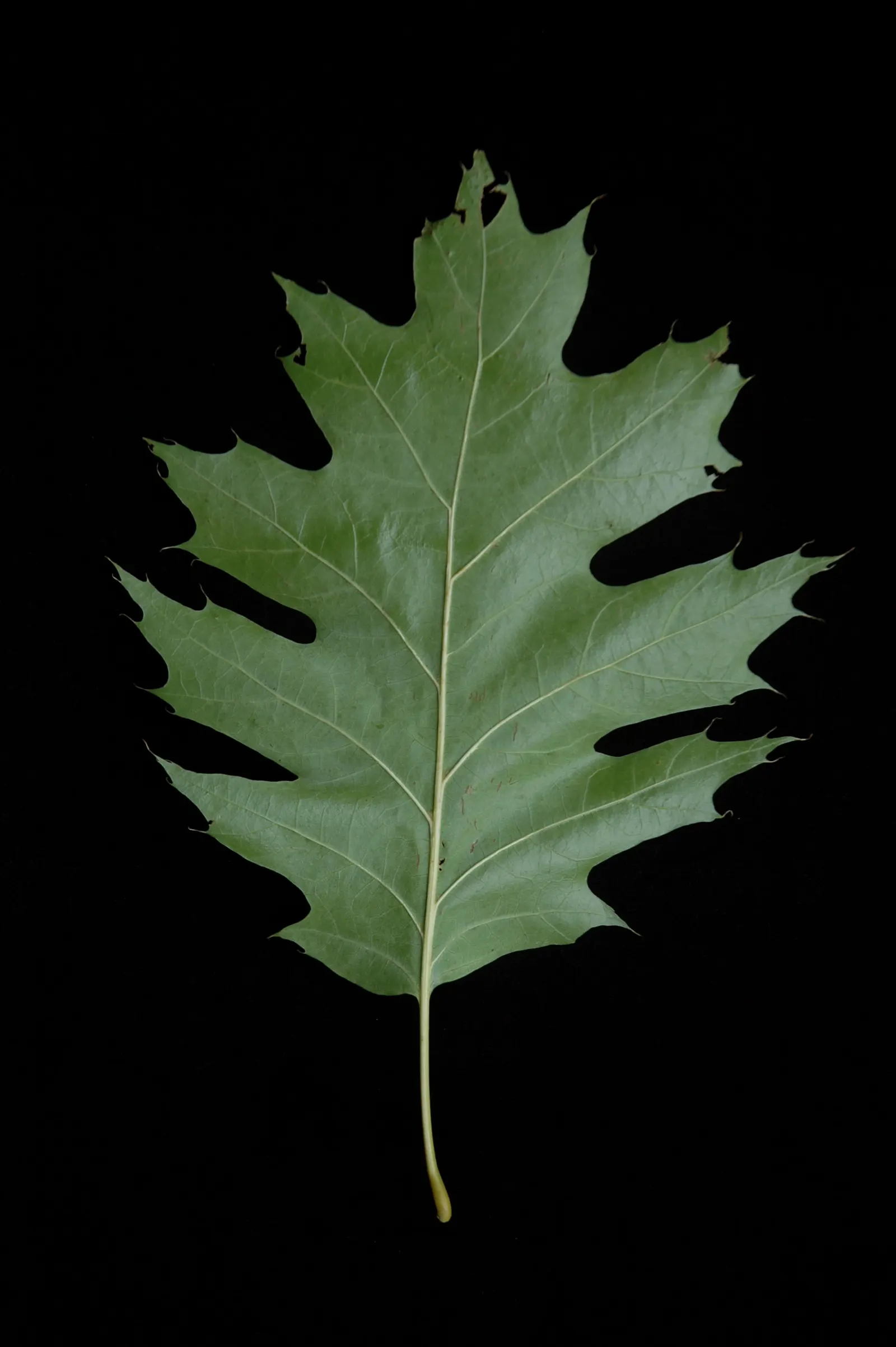 Red Oak, Northern Red Oak (Quercus Rubra) — it requires moderate maintenance and when established; rising up to 60-75 feet with a broad canopy that can extend