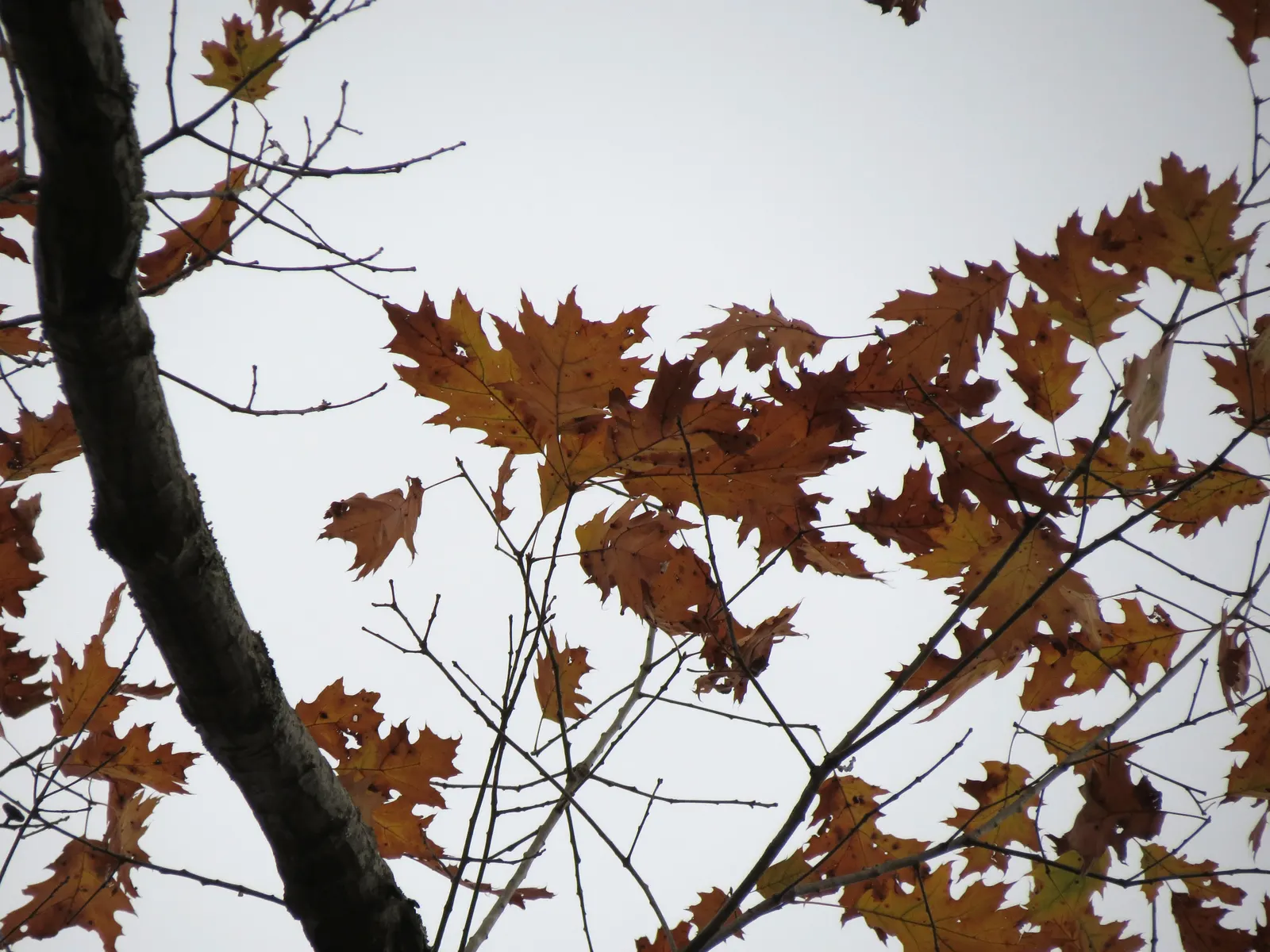 Red Oak, Northern Red Oak (Quercus Rubra) — prized for its adaptability and stately presence in a landscape; which mature in two seasons, image 48