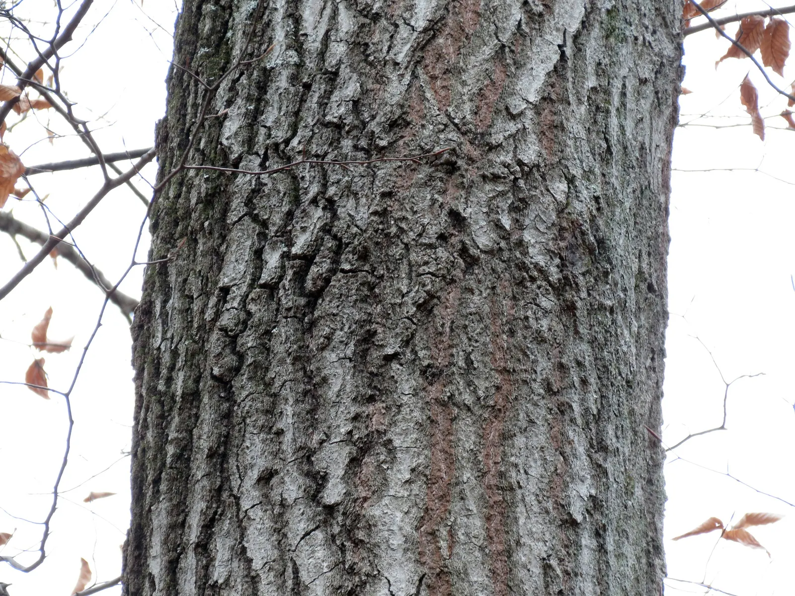 Red Oak, Northern Red Oak (Quercus Rubra) — Its distinctive lobed leaves turn a striking crimson in fall