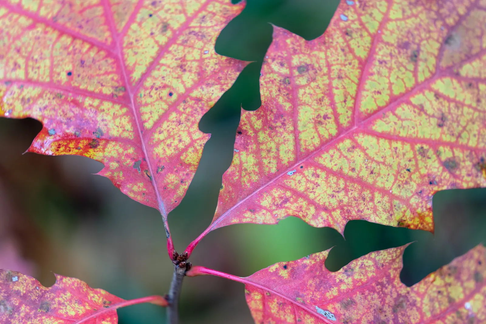 Red Oak, Northern Red Oak (Quercus Rubra) — which mature in two seasons; prized for its adaptability and stately presence in a landscape, image 53