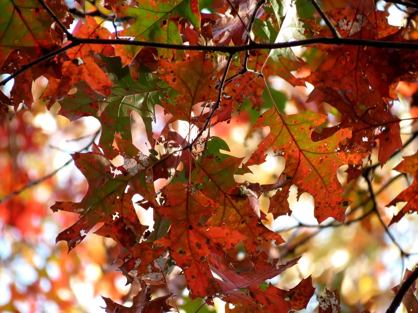 Red Oak, Northern Red Oak (Quercus Rubra) — It is tolerant of a variety of soil types and conditions, including dry and urban environments; for optimal growth