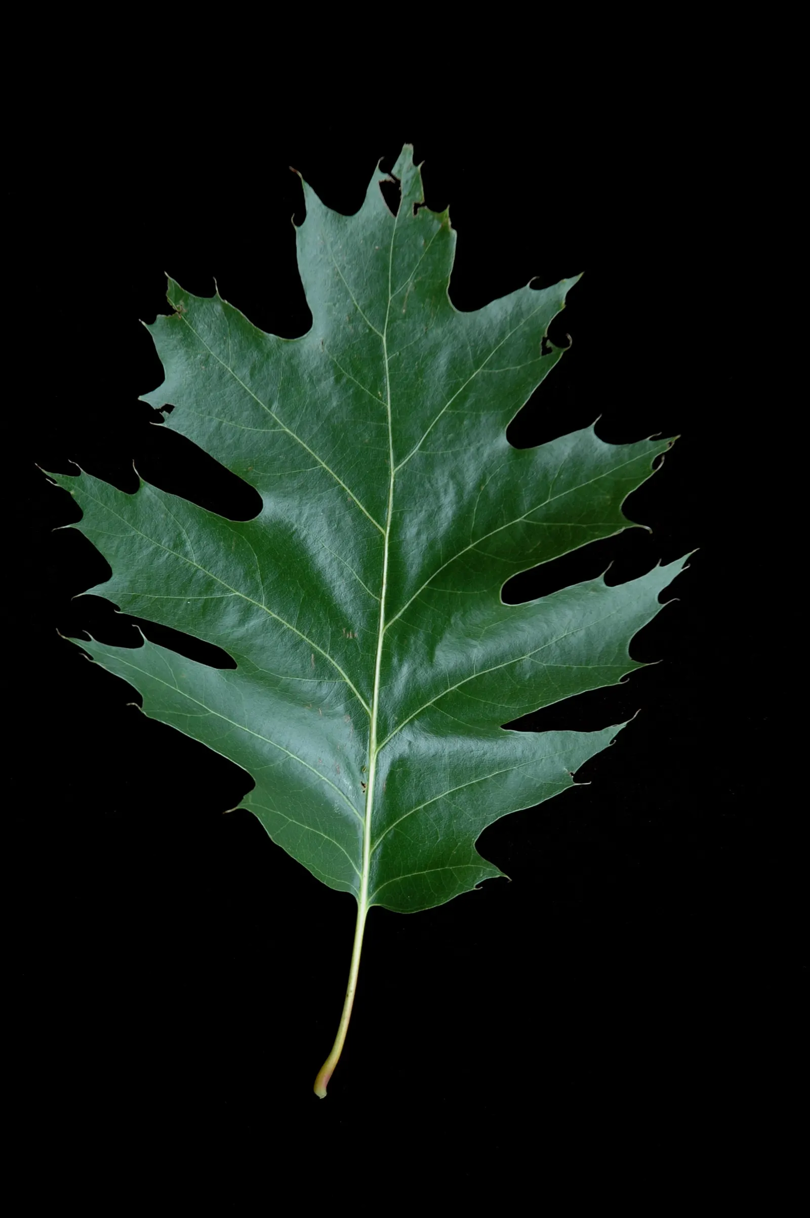 Red Oak, Northern Red Oak (Quercus Rubra) — ensuring it has ample space to flourish for future generations to admire; its spread provides ample, image 59