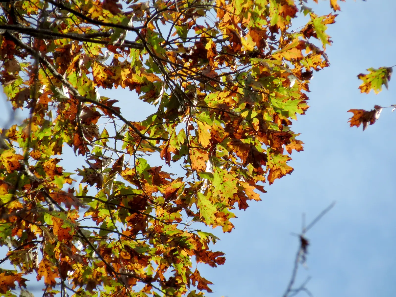 Red Oak, Northern Red Oak (Quercus Rubra) — it requires moderate maintenance and when established; rising up to 60-75 feet with a broad canopy that, image 56