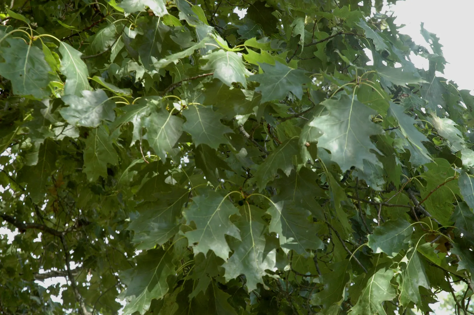 Red Oak, Northern Red Oak (Quercus Rubra) — Rising up to 60-75 feet with a broad canopy that can extend 45 feet wide