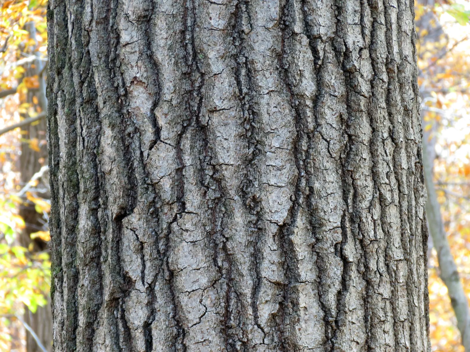 Red Oak, Northern Red Oak (Quercus Rubra) — reaching 60-75 feet with a 45-foot spread; with lobes ending in pointed tips and a lush green hue that transitions