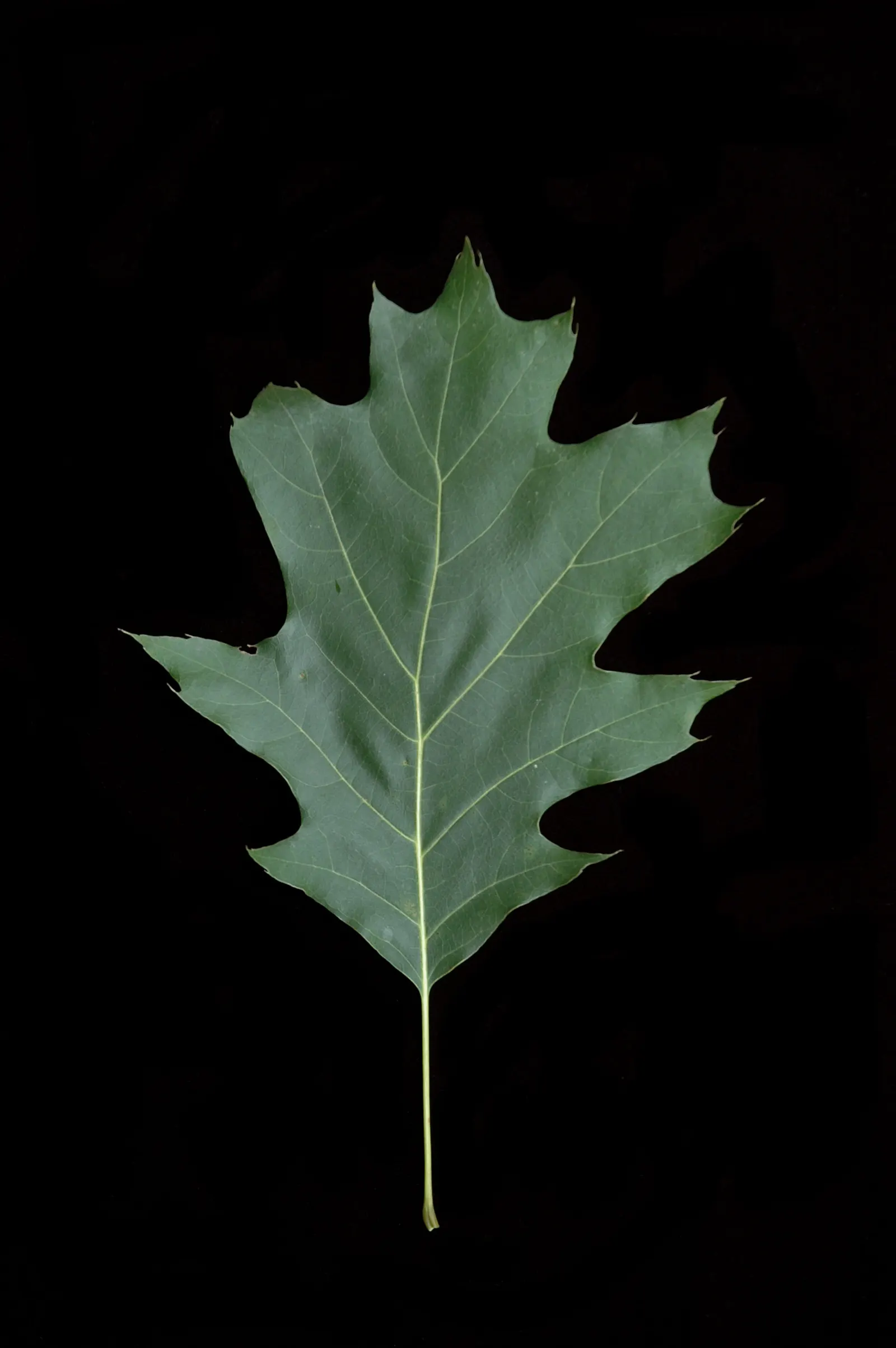 Red Oak, Northern Red Oak (Quercus Rubra) — is a majestic and robust deciduous tree; offering shade and year-round interest, image 47