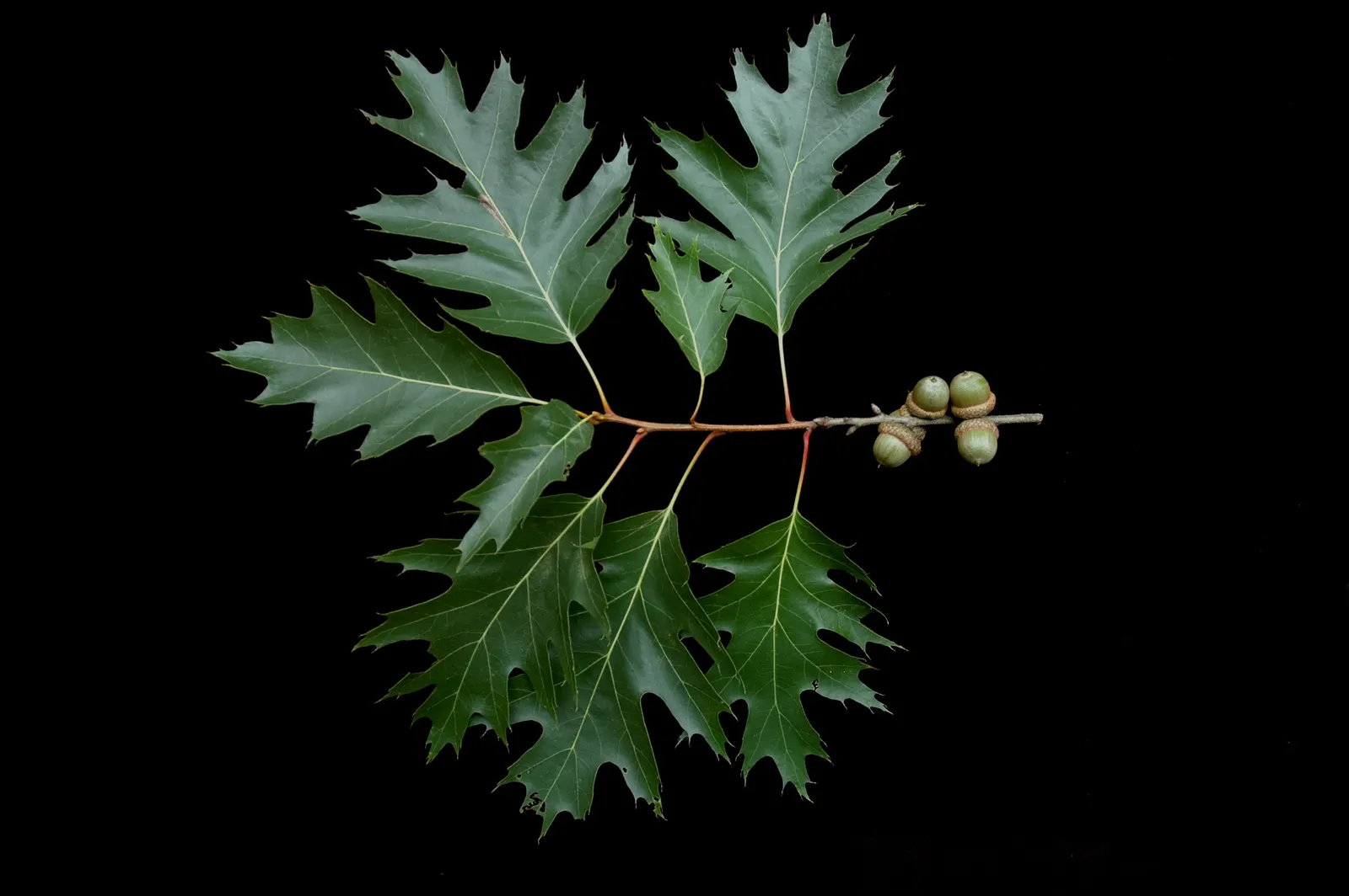 Red Oak, Northern Red Oak (Quercus Rubra) — reaching 60-75 feet with a 45-foot spread; with lobes ending in pointed tips and a lush green hue that, image 62