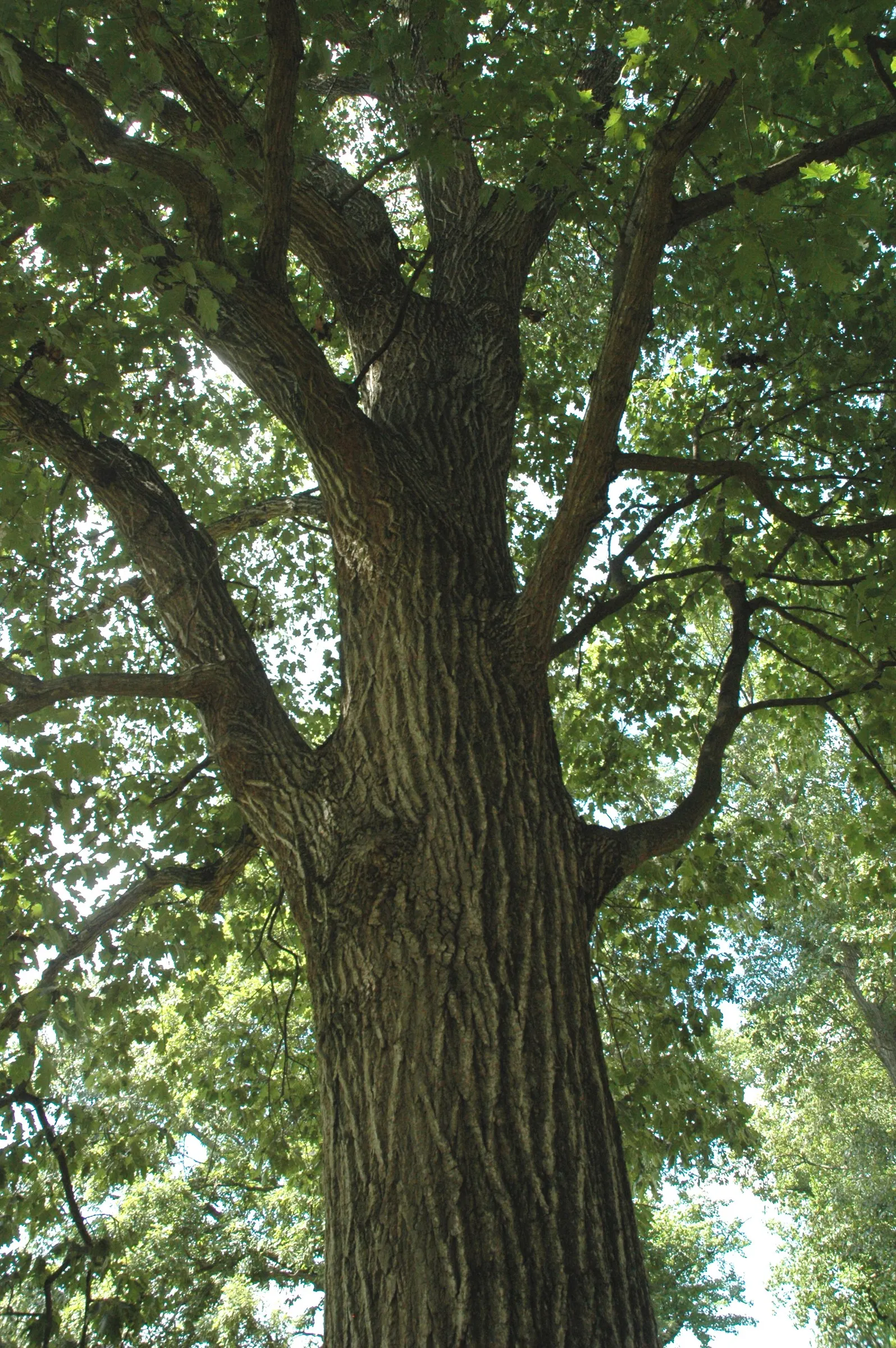 Red Oak, Northern Red Oak (Quercus Rubra) — ensuring it has ample space to flourish for future generations to admire