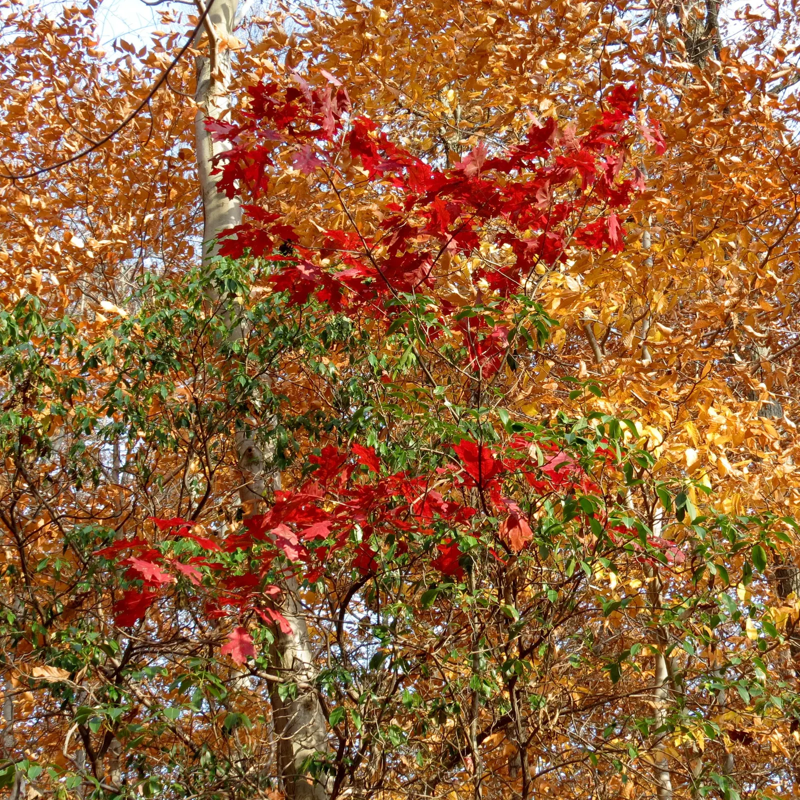 Red Oak, Northern Red Oak (Quercus Rubra) — prized for its adaptability and stately presence in a landscape