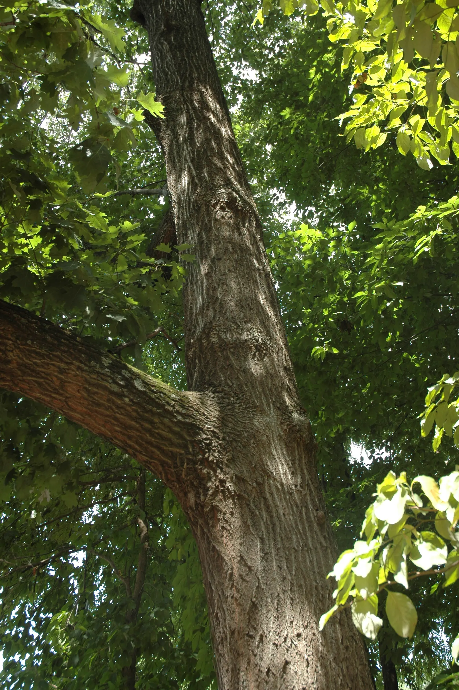 Red Oak, Northern Red Oak (Quercus Rubra) — Hardy in USDA zones 3-8, it requires full sun and adapts to various soils
