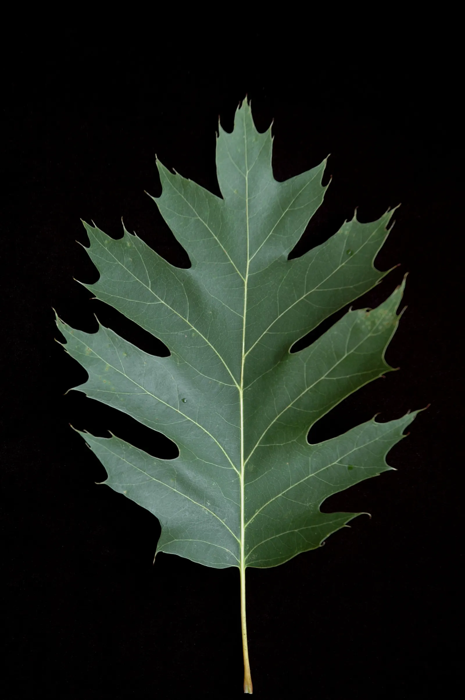 Red Oak, Northern Red Oak (Quercus Rubra) — prized for its adaptability and stately presence in a landscape; which mature in two seasons