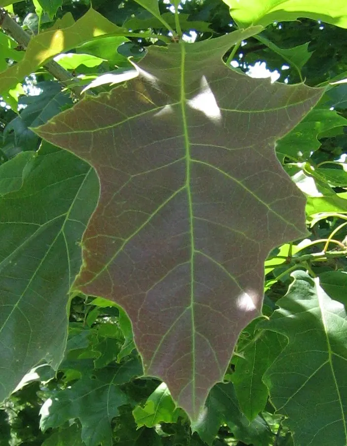 Red Oak, Northern Red Oak (Quercus Rubra) — which mature in two seasons; prized for its adaptability and stately presence in a landscape
