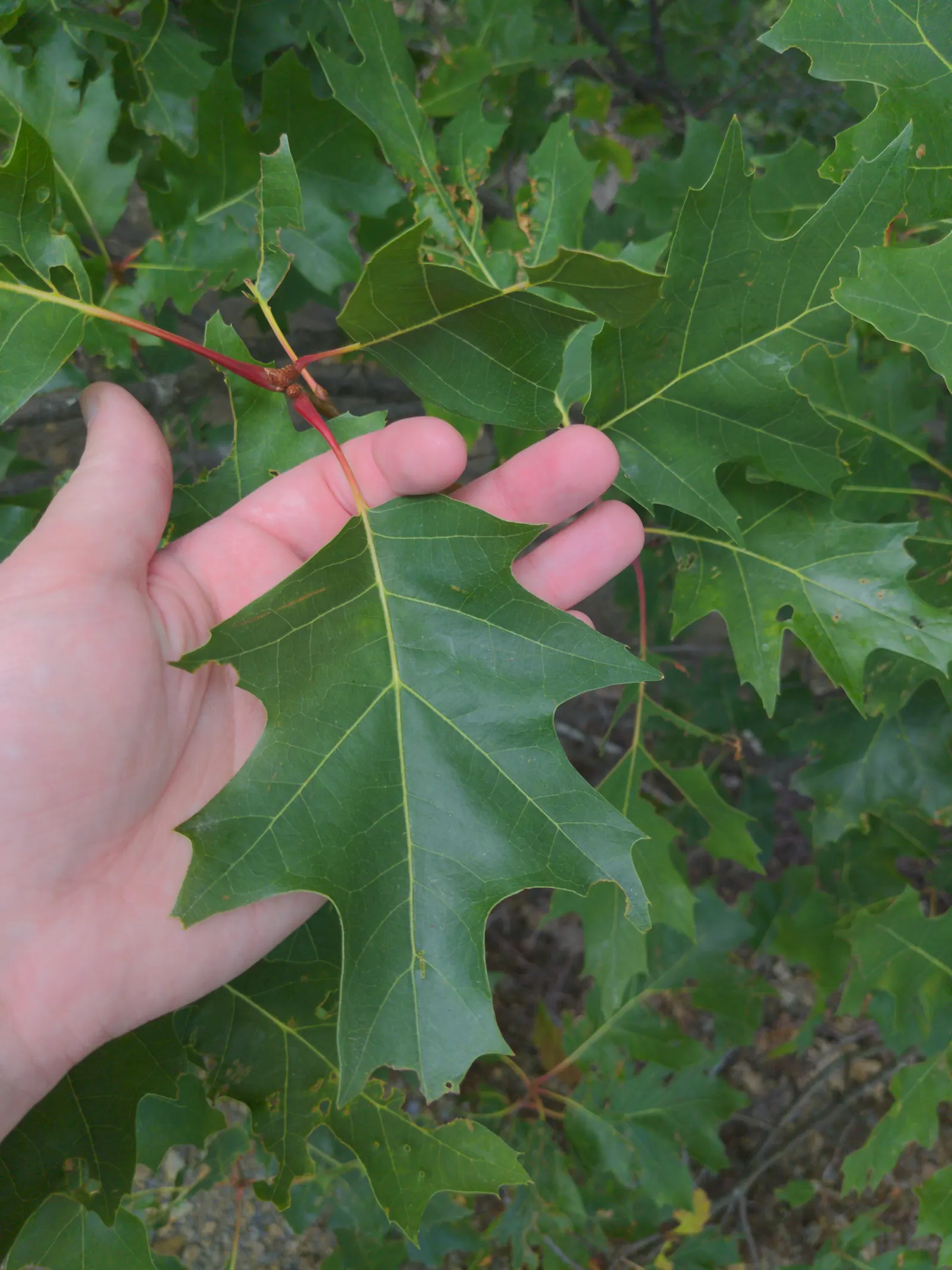 Red Oak, Northern Red Oak (Quercus Rubra) — deciduous tree renowned for its rapid growth