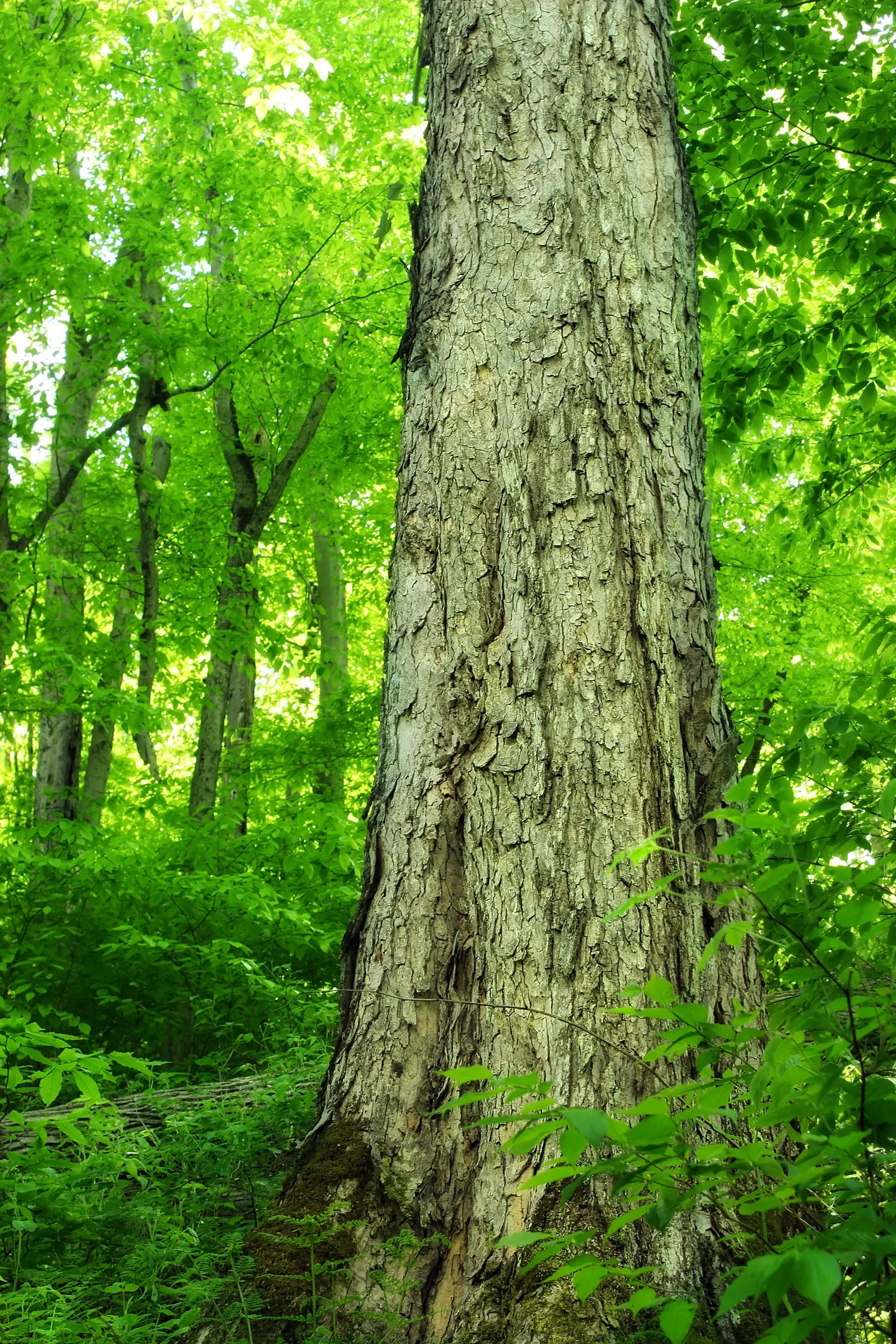 Red Oak, Northern Red Oak (Quercus Rubra) — This oak's strong structure and longevity make it a centerpiece in landscape design; infusing the, image 45