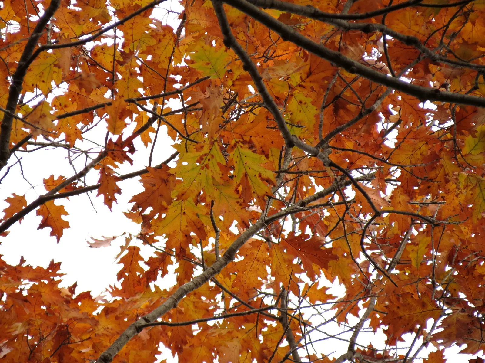 Red Oak, Northern Red Oak (Quercus Rubra) — Rising up to 60-75 feet with a broad canopy that can extend 45 feet wide; tree for full