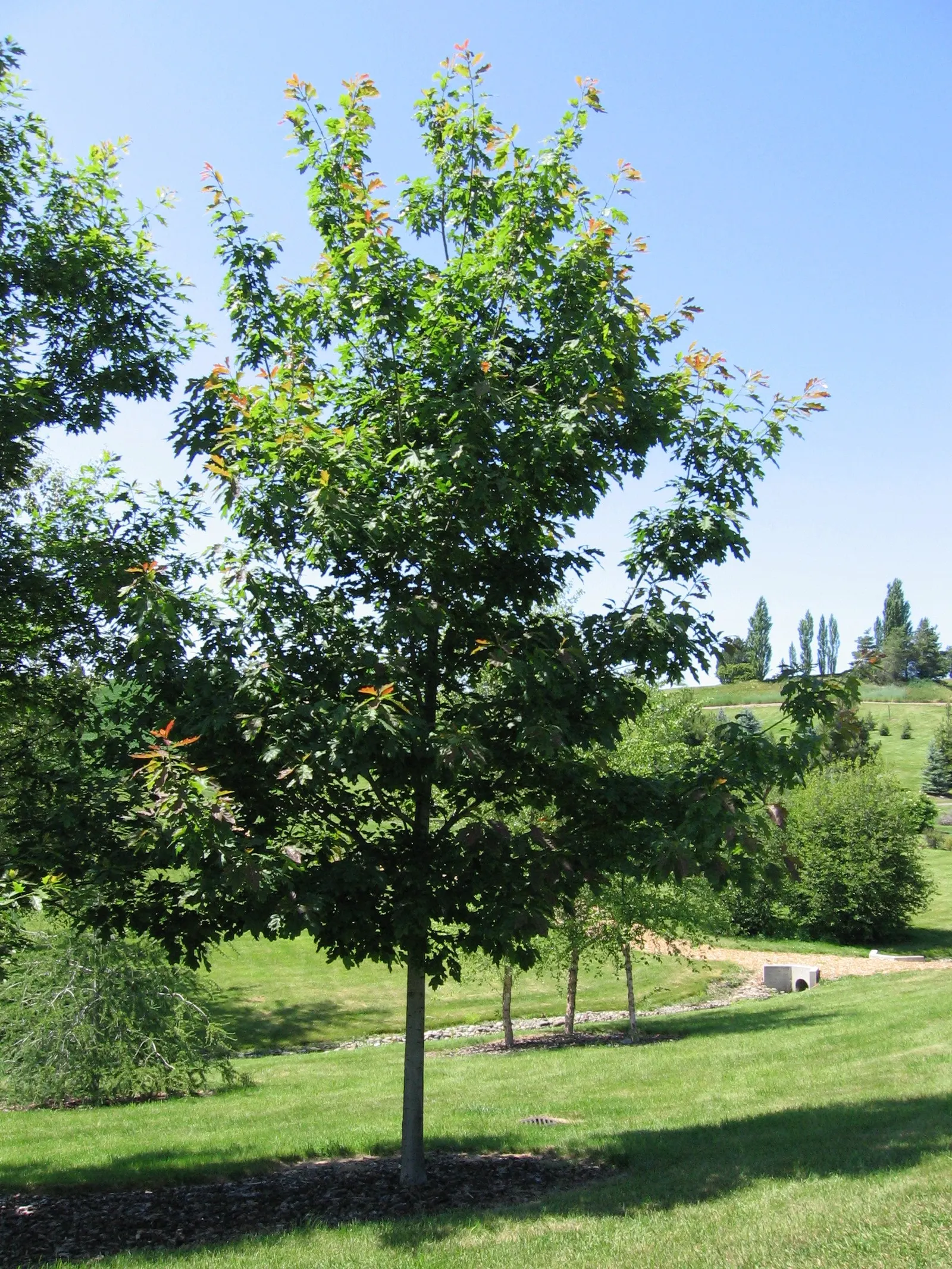 Red Oak, Northern Red Oak (Quercus Rubra) — offering habitat and nourishment for local fauna