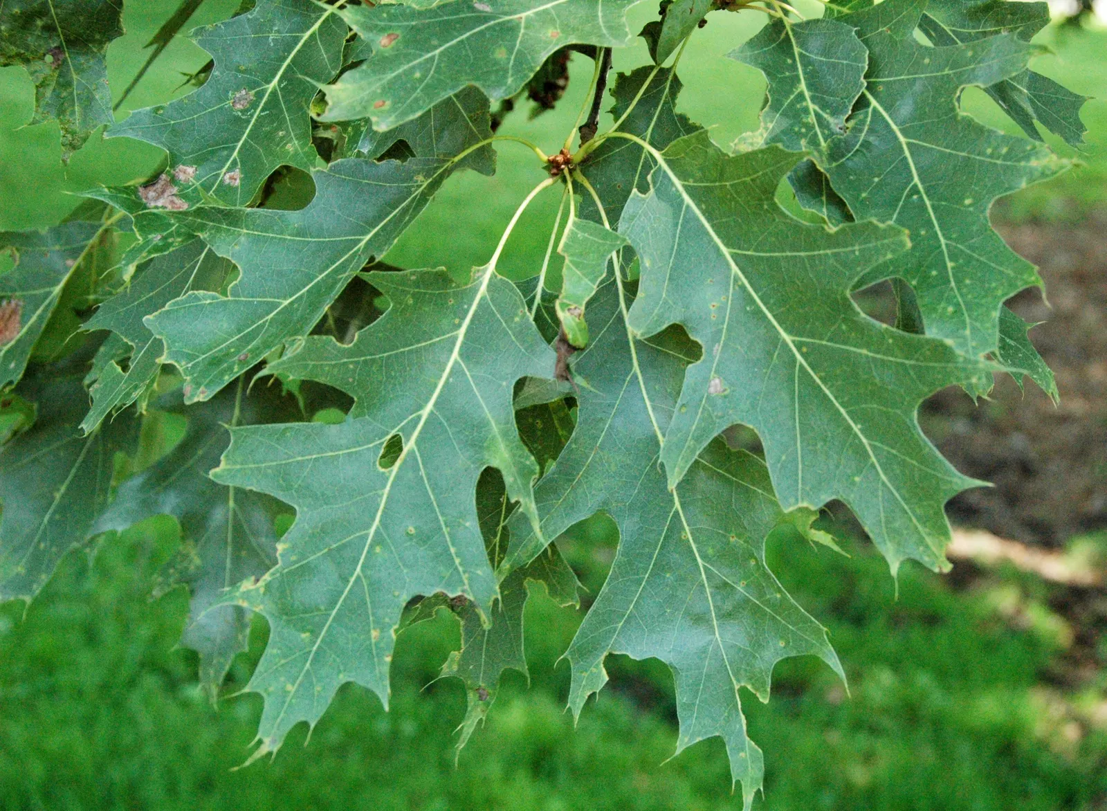 Red Oak, Northern Red Oak (Quercus Rubra) — infusing the landscape with a burst of seasonal color; deciduous tree renowned for its rapid growth, image 52