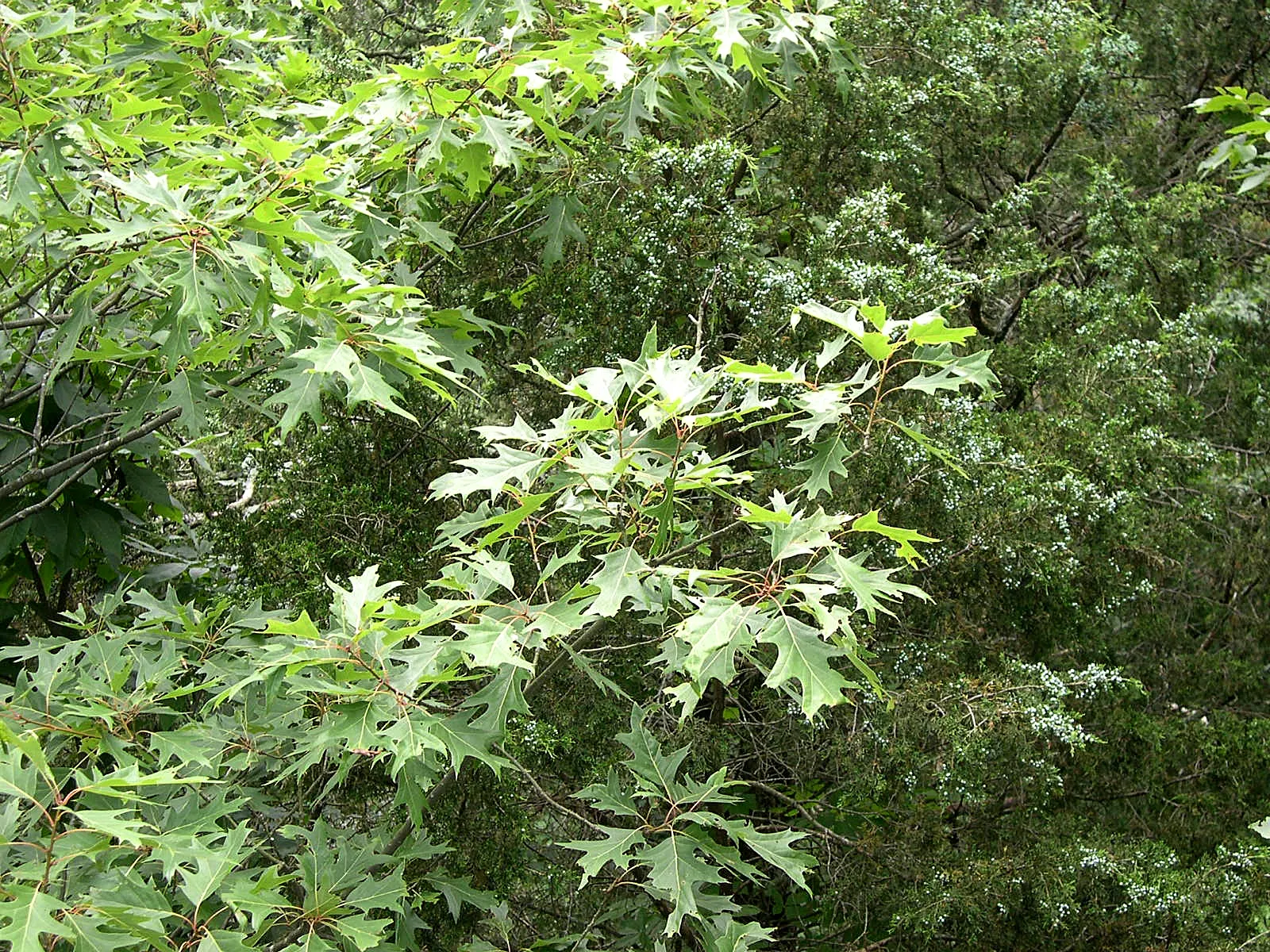 Red Oak, Northern Red Oak (Quercus Rubra) — reaching 60-75 feet with a 45-foot spread
