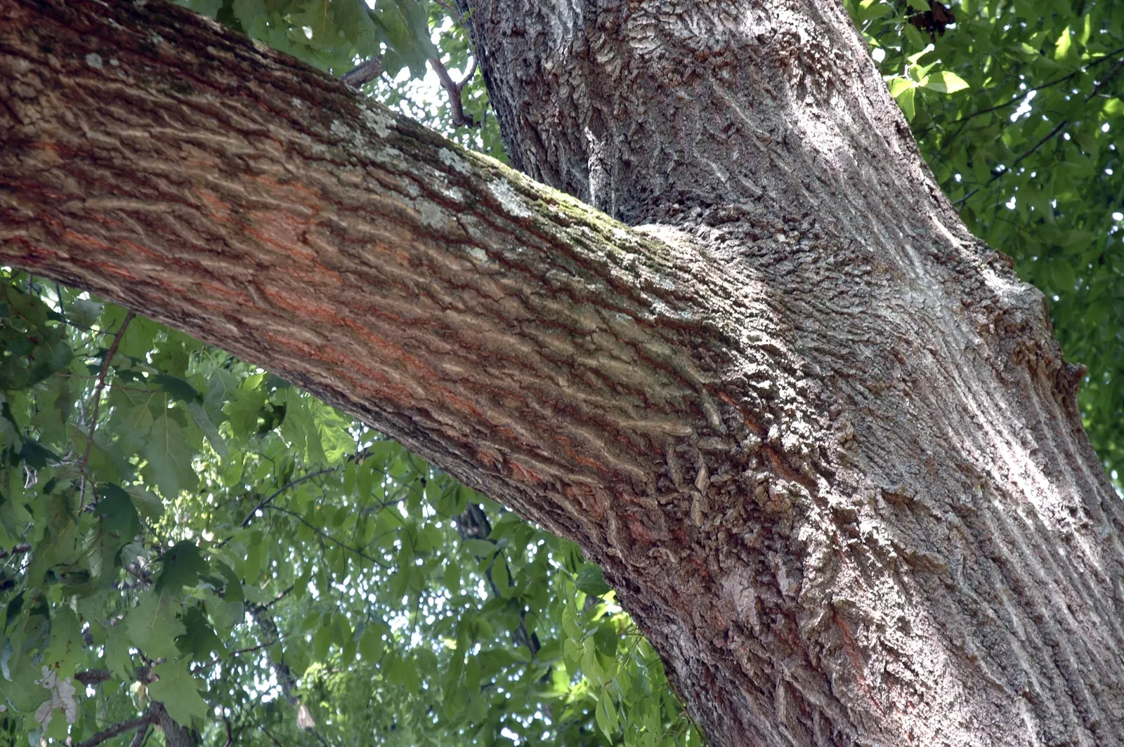 Red Oak, Northern Red Oak (Quercus Rubra) — is a majestic and robust deciduous tree; offering shade and year-round interest, image 67