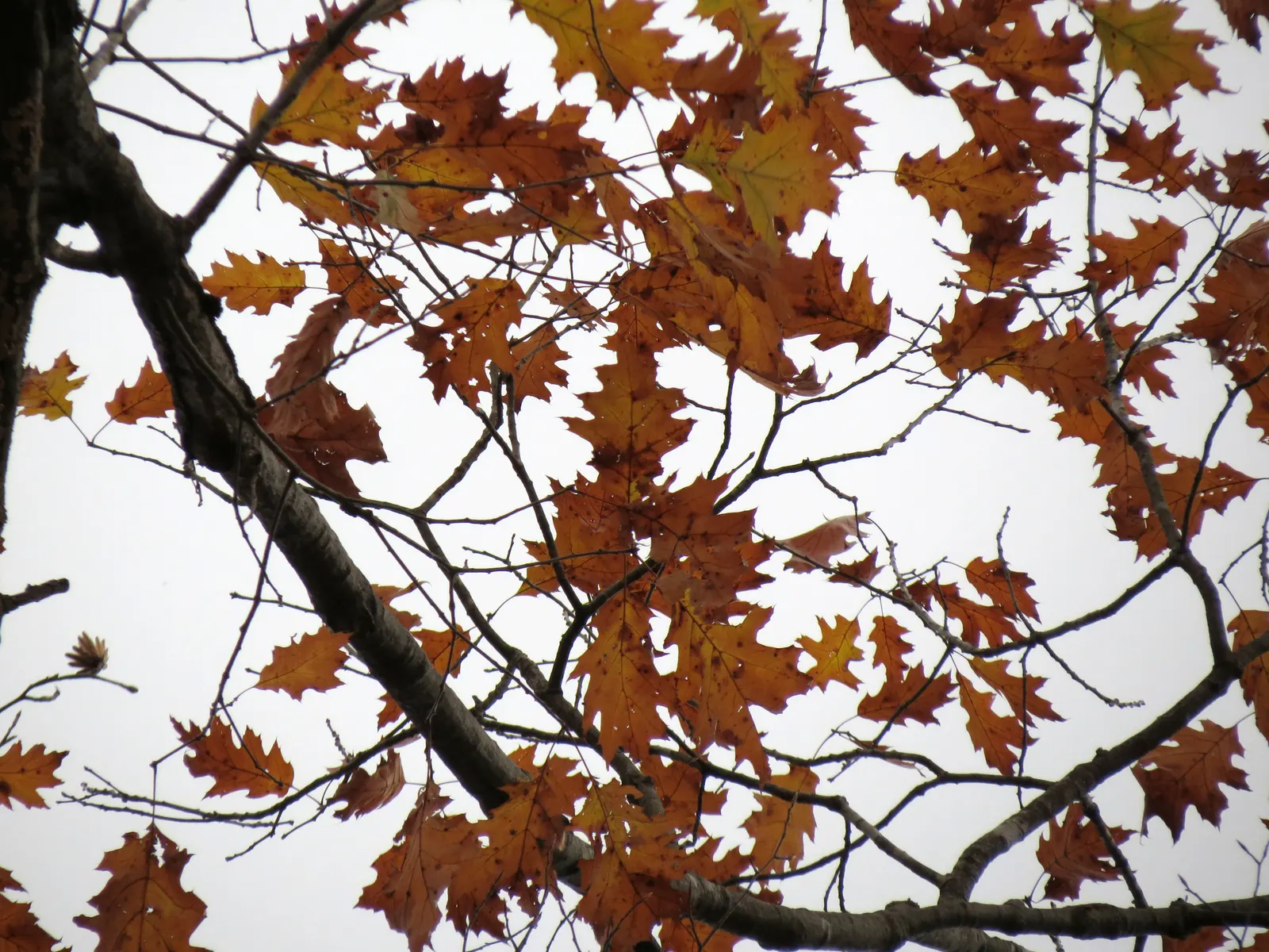 Red Oak, Northern Red Oak (Quercus Rubra) — ensuring it has ample space to flourish for future generations to admire; its spread provides ample shade during