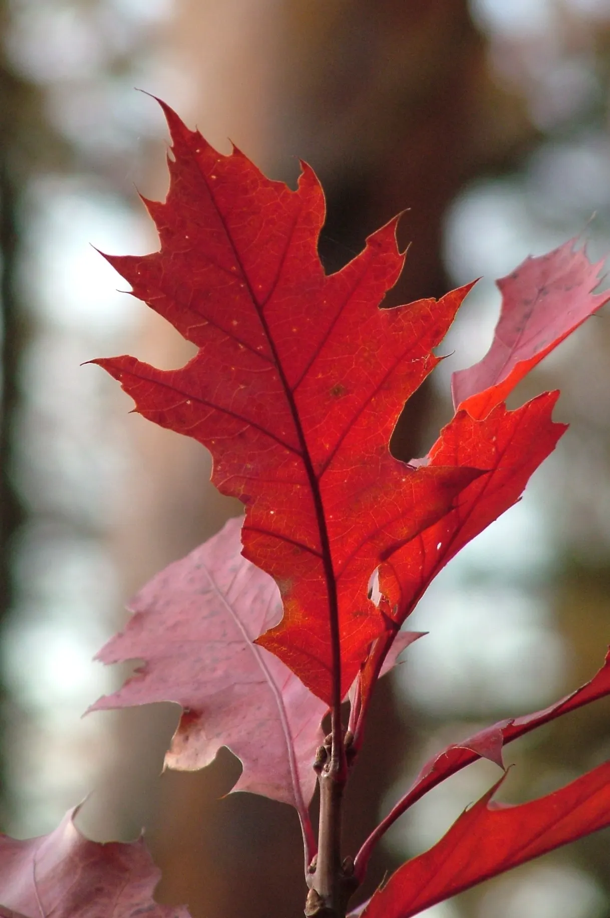 Red Oak, Northern Red Oak (Quercus Rubra) — tree for full