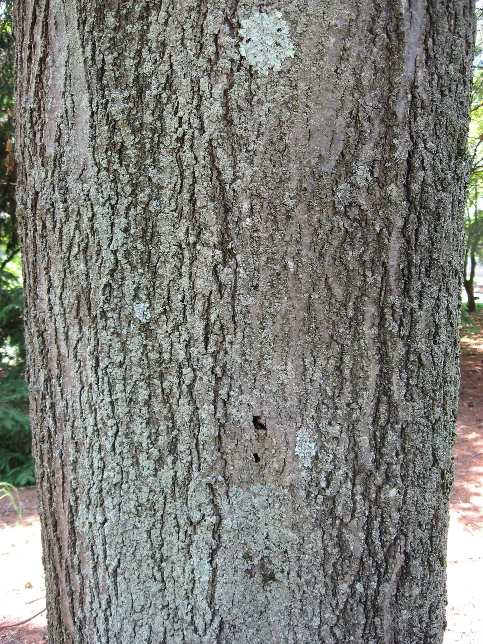Red Oak, Northern Red Oak (Quercus Rubra) — This oak's strong structure and longevity make it a centerpiece in landscape design; infusing the, image 65
