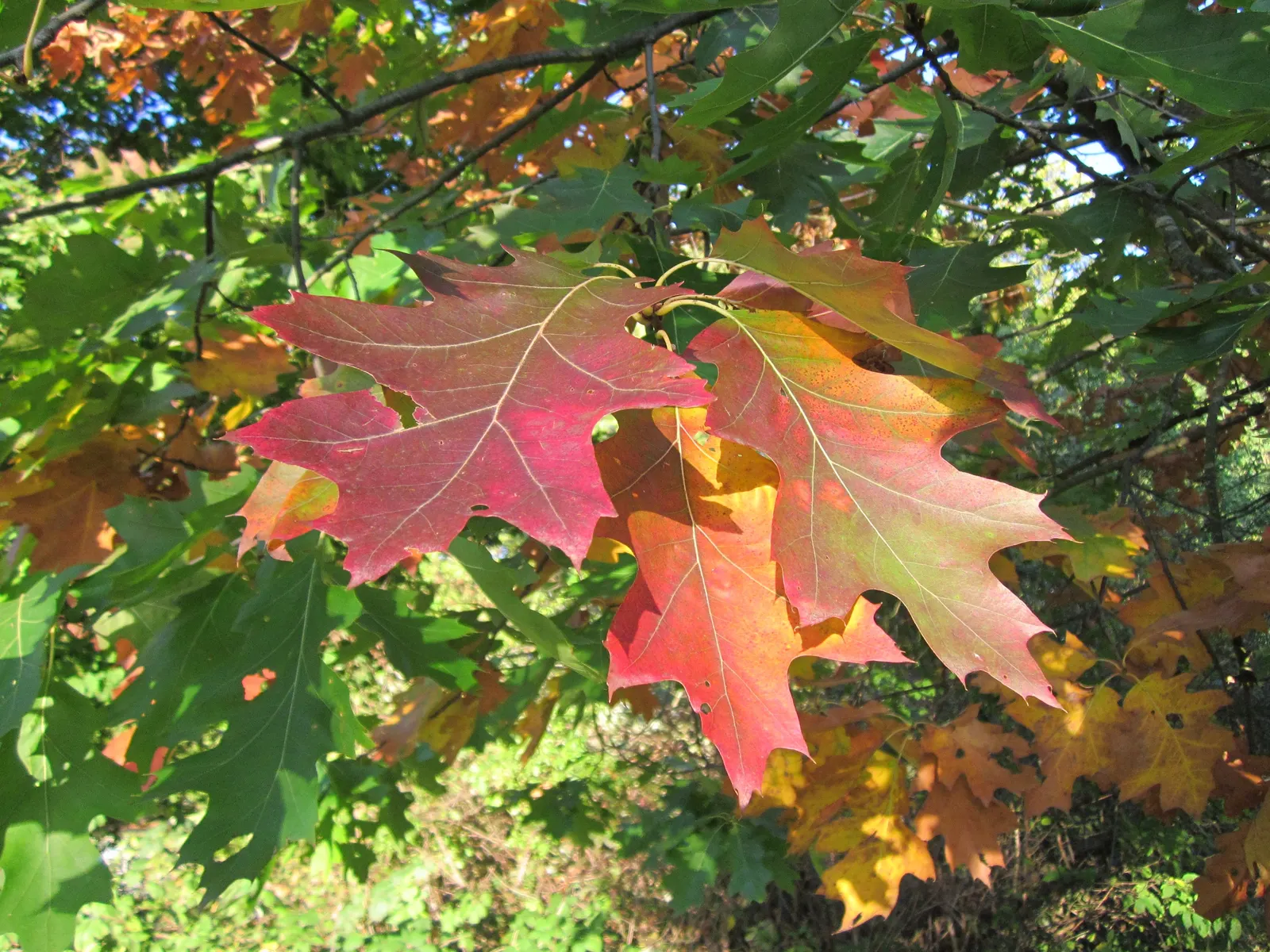 Red Oak, Northern Red Oak (Quercus Rubra) — infusing the landscape with a burst of seasonal color; deciduous tree renowned for its rapid growth