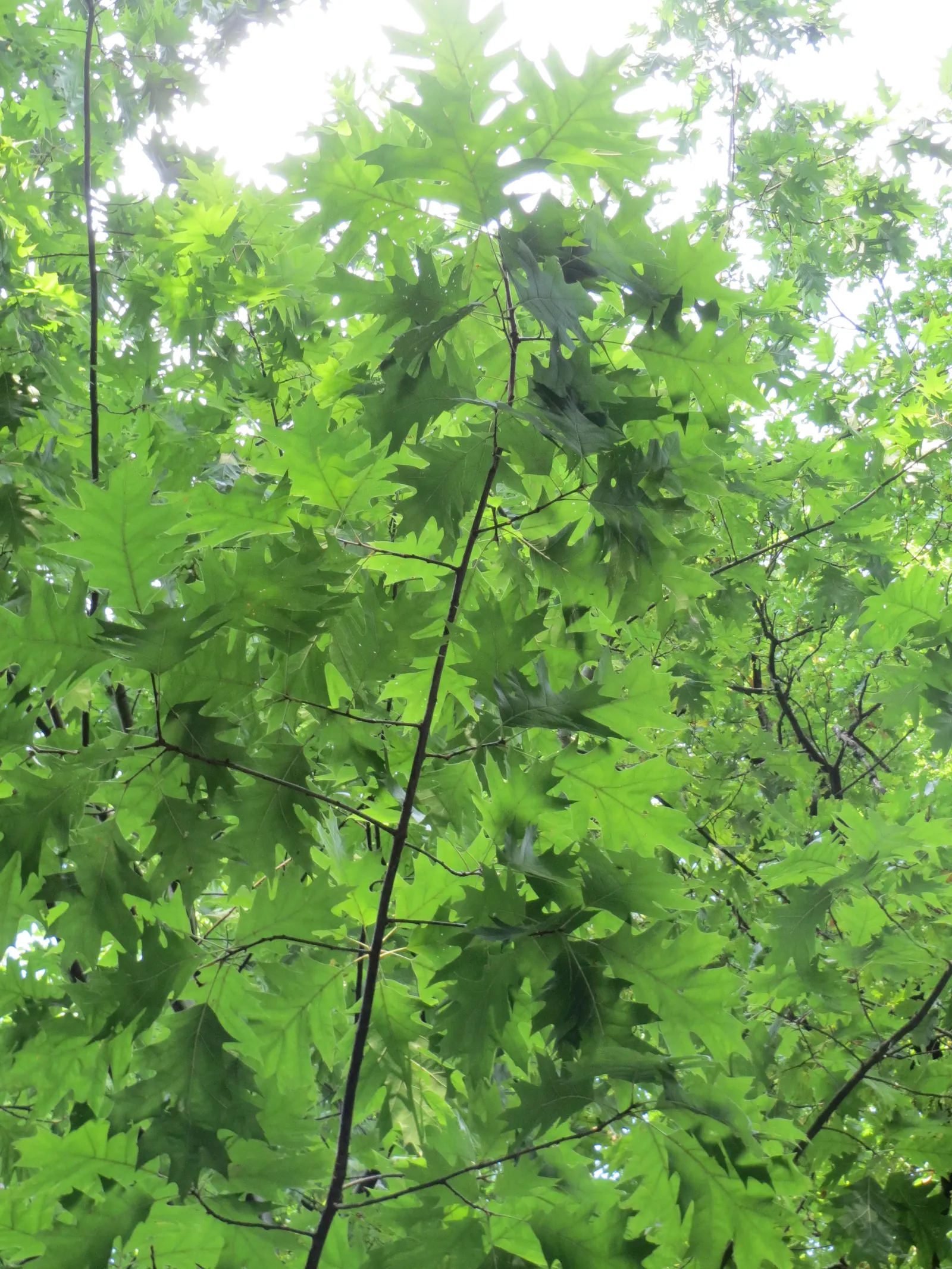 Red Oak, Northern Red Oak (Quercus Rubra) — Its distinctive lobed leaves turn a striking crimson in fall; consider its mature size and seasonal changes when
