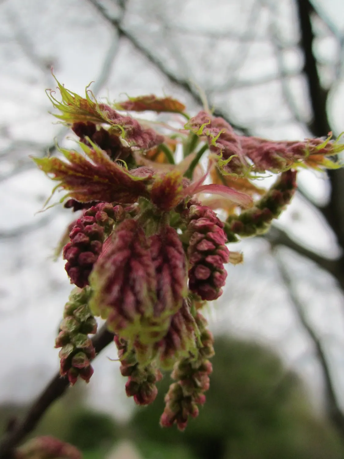 Red Oak, Northern Red Oak (Quercus Rubra) — consider its mature size and seasonal changes when integrating this grand tree into your design plan; its