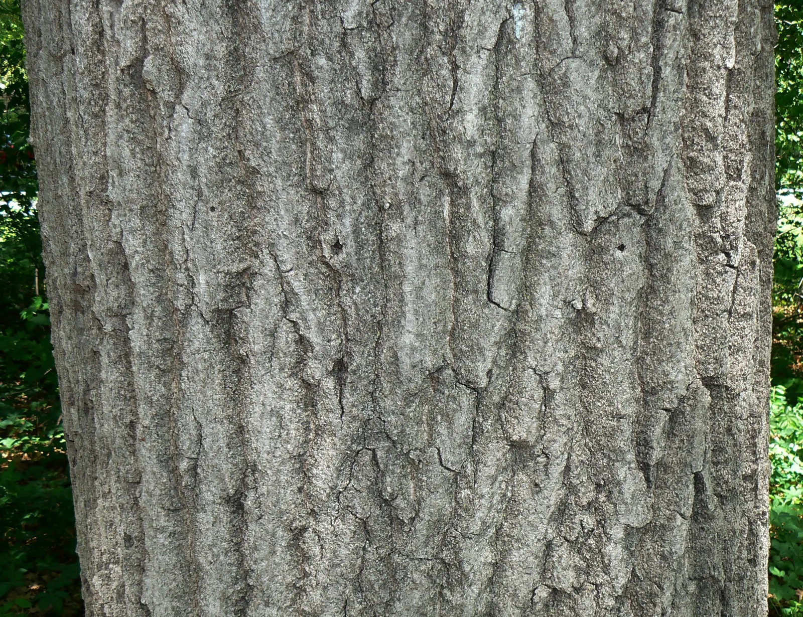 Red Oak, Northern Red Oak (Quercus Rubra) — For optimal growth, the Red Oak should be planted in full sun to partial shade; reaching 60-75 feet with a 45-foot