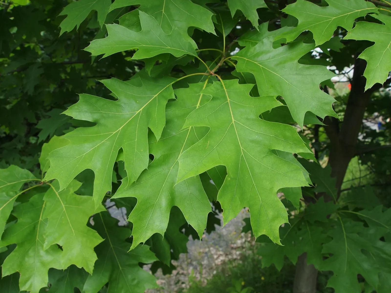 Red Oak, Northern Red Oak (Quercus Rubra) — consider its mature size and seasonal changes when integrating this grand tree into your design plan, image 58