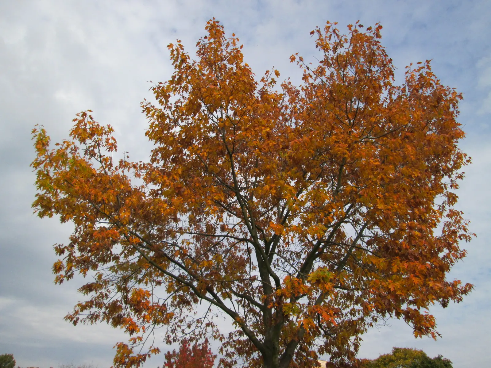 Red Oak, Northern Red Oak (Quercus Rubra) — offering shade and year-round interest; ensuring it has ample space to flourish for future generations to admire