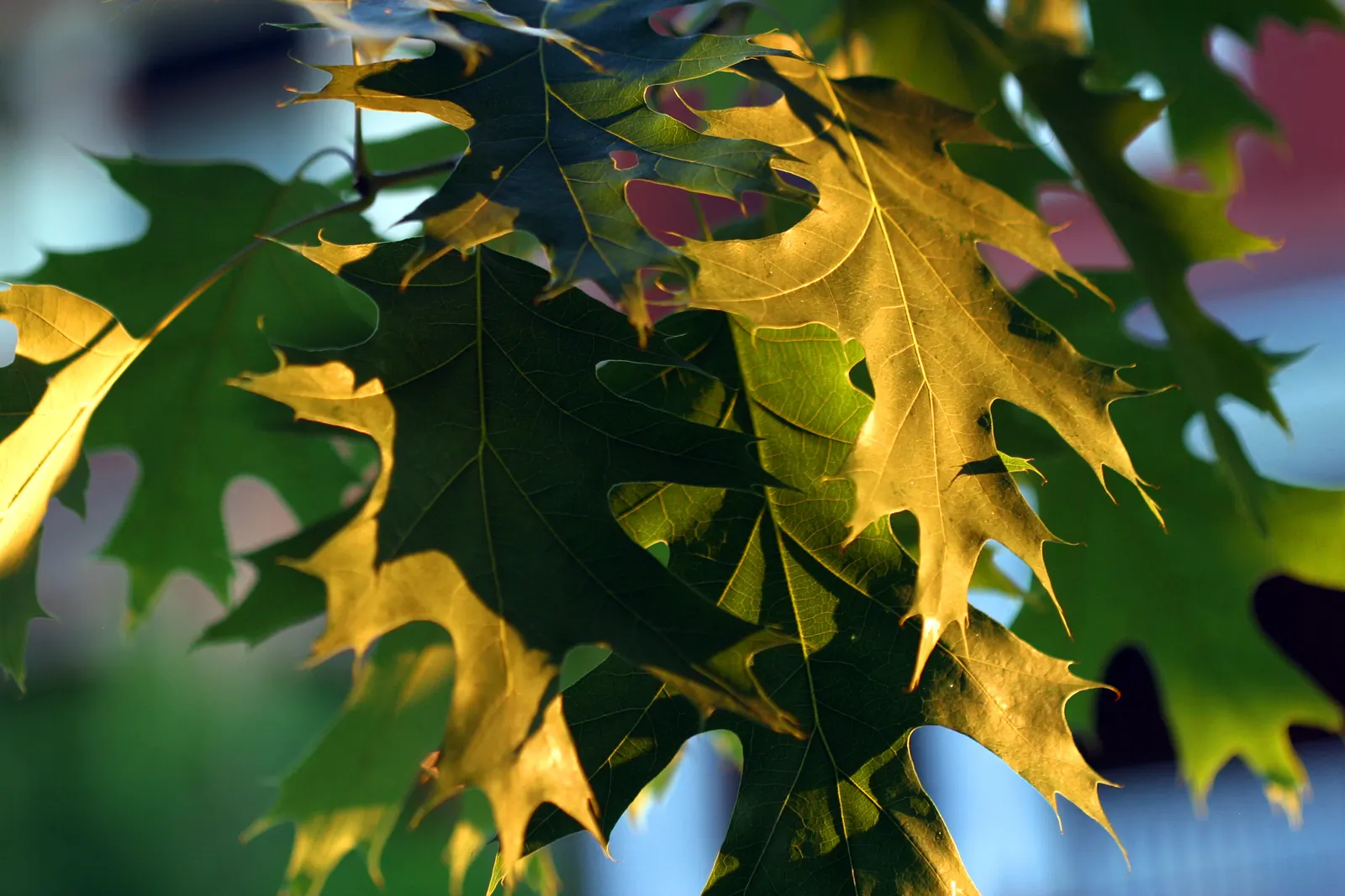 Red Oak, Northern Red Oak (Quercus Rubra) — with lobes ending in pointed tips and a lush green hue that transitions to a vibrant red or russet in the fall; it
