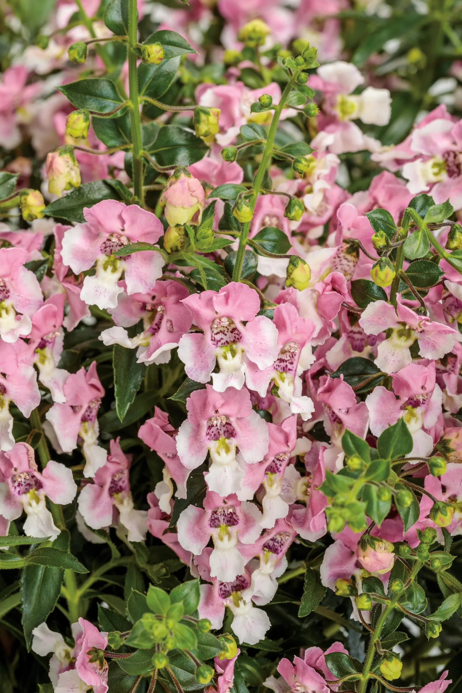Wedgwood Pink Summer Snapdragon (Angelonia) — The Angelonia is a heat-loving annual with upright spikes of pink-and-white blooms above green