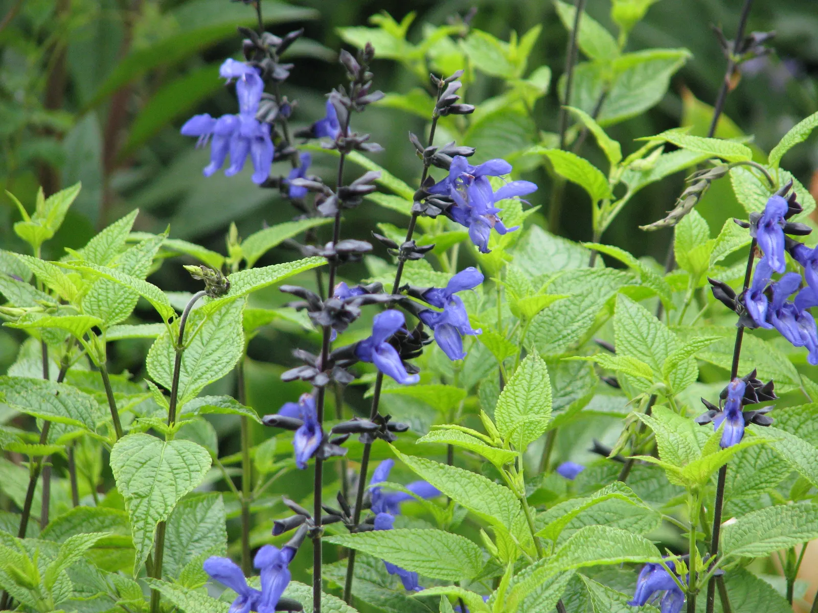 Black And Blue Sage (Salvia Guaranitica 'Black And Blue') — With a height of 2-5 ft and a spread of 2-3 ft, this attractive plant thrives in full sun to