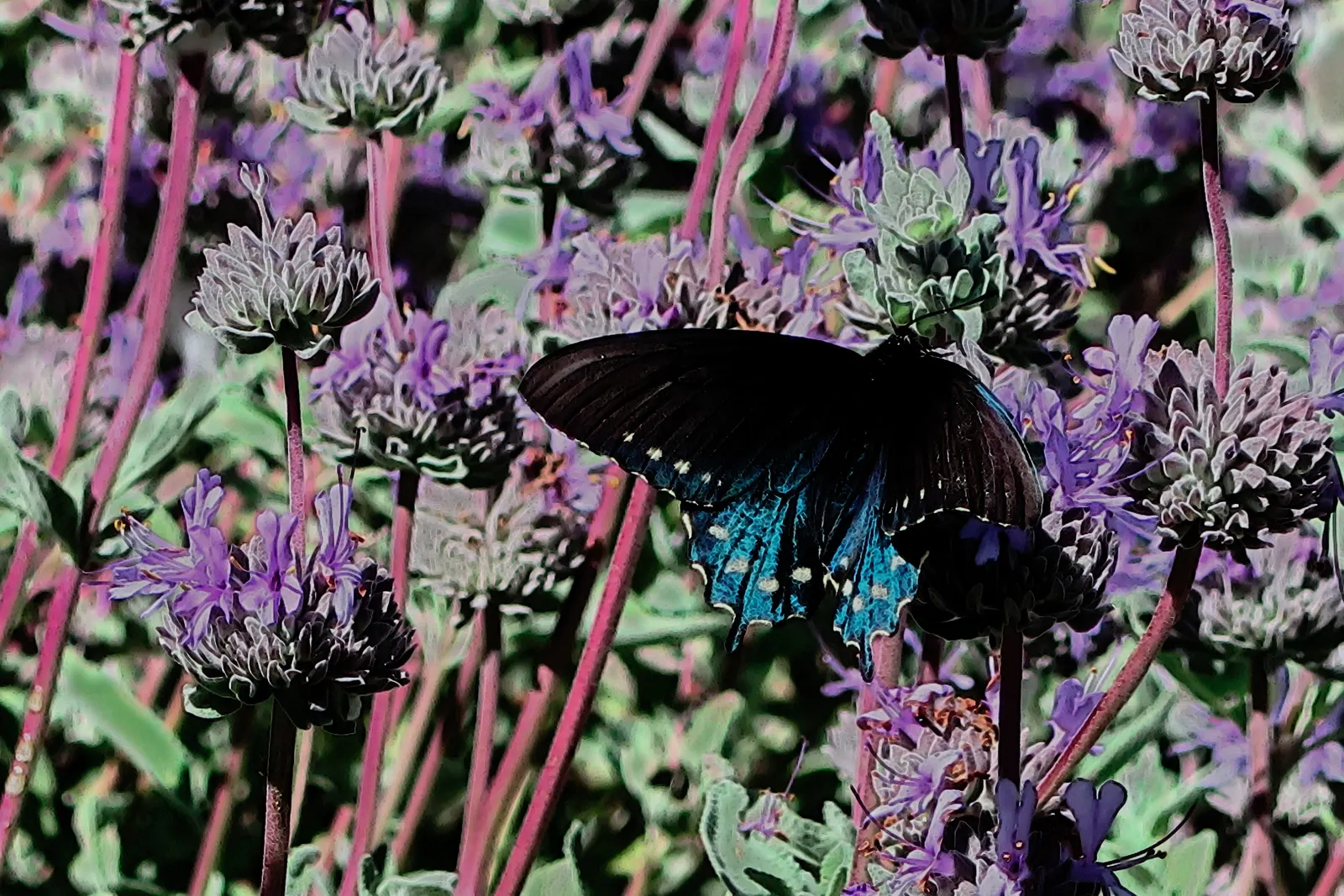 Black And Blue Sage (Salvia Guaranitica 'Black And Blue') — is a bold perennial featuring deep blue flower spikes and black calyxes