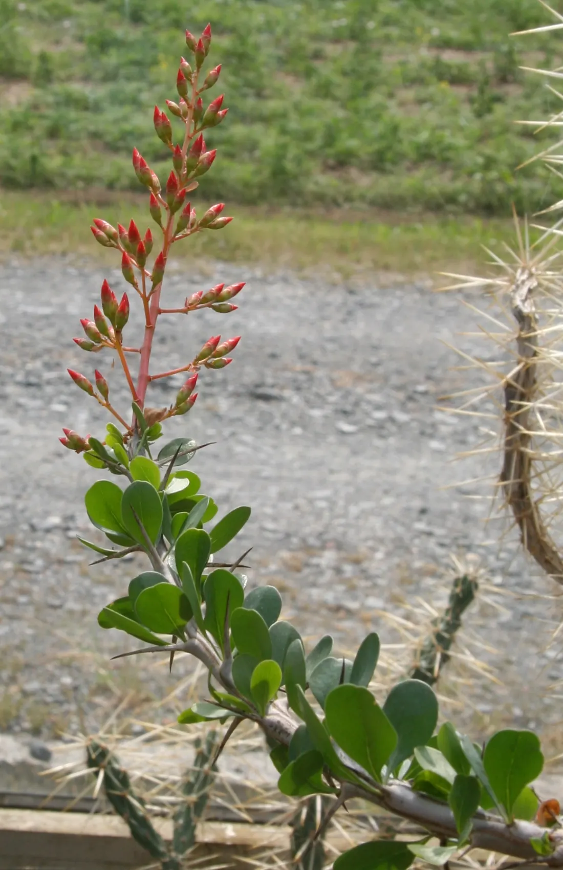 Palo Adan (Fouquieria Diguetii) — These leaves grow in clusters along the stem
