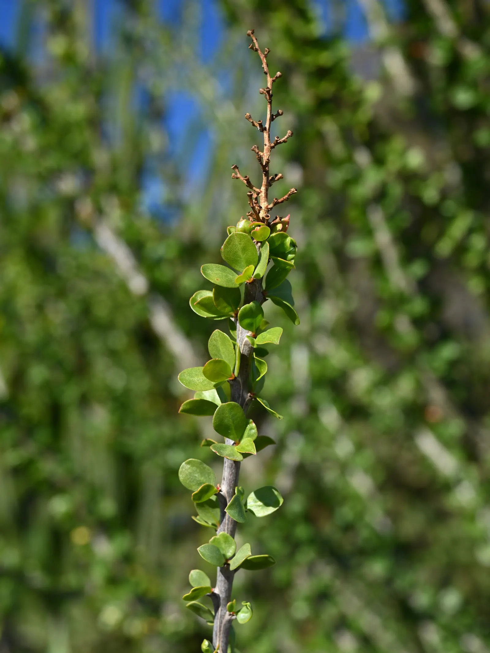 Palo Adan (Fouquieria Diguetii) — The foliage of the Palo Ad√°n is particularly fascinating
