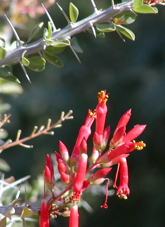 Palo Adan (Fouquieria Diguetii) — <br><br>During the warmer months