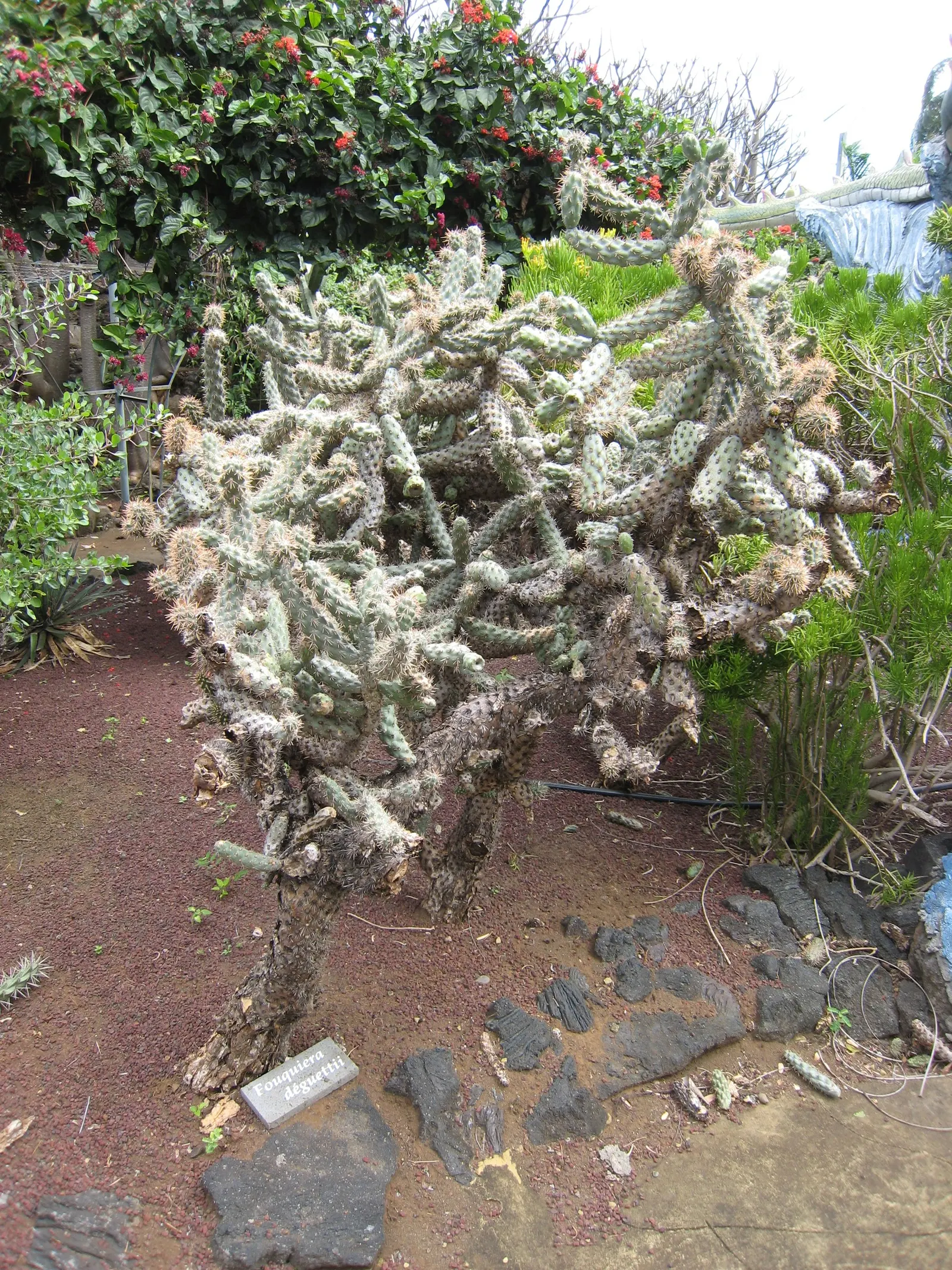 Palo Adan (Fouquieria Diguetii) — usually from late spring to early autumn