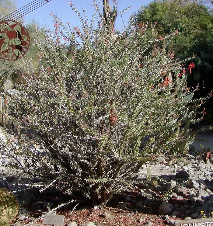 Palo Adan (Fouquieria Diguetii) — creating soft tufts of greenery that contrast with the bare