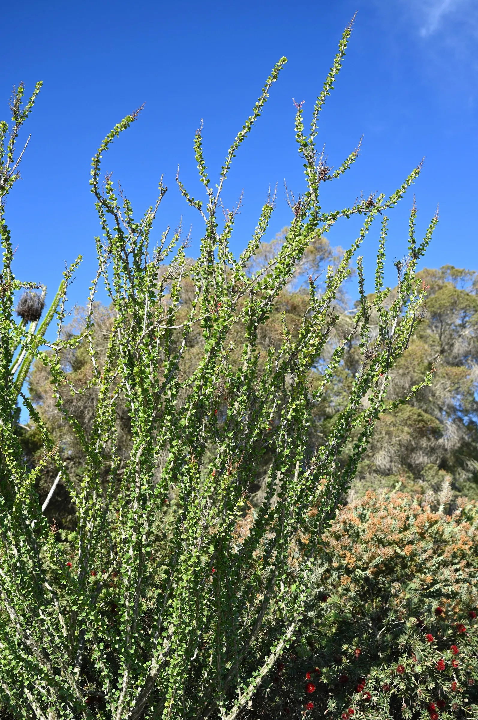 Palo Adan (Fouquieria Diguetii) — creating a striking vertical presence in any landscape composition