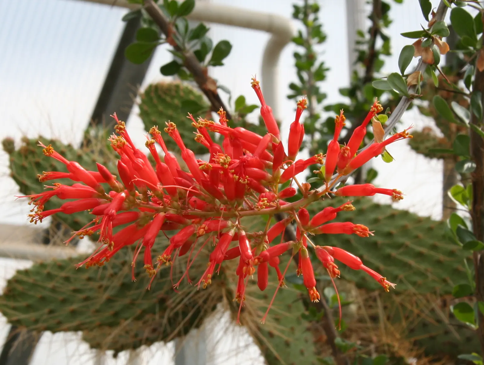 Palo Adan (Fouquieria Diguetii) — appearing smooth with a gray to reddish shade