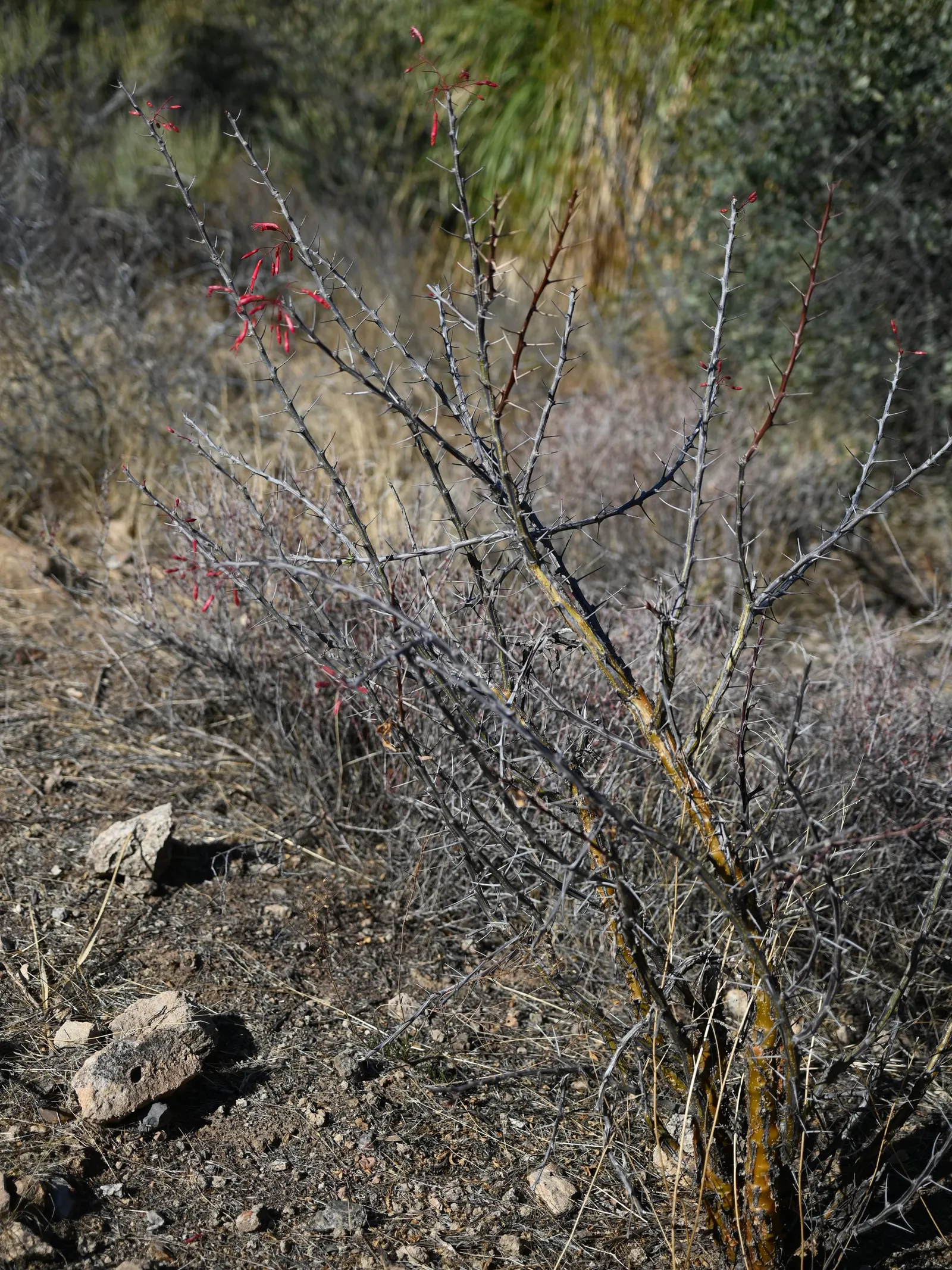 Palo Adan (Fouquieria Diguetii) — It boasts an alluring bark that is characteristic of the Fouquieria family