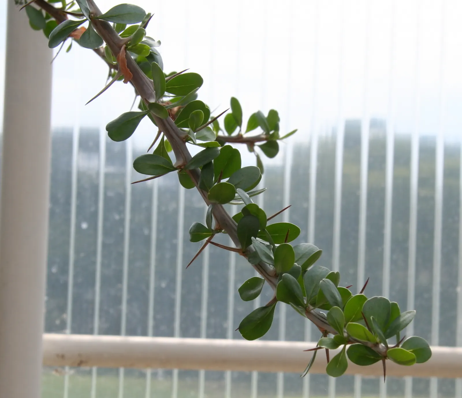 Palo Adan (Fouquieria Diguetii) — lanceolate leaves that may measure up to 1 to 2 inches in length