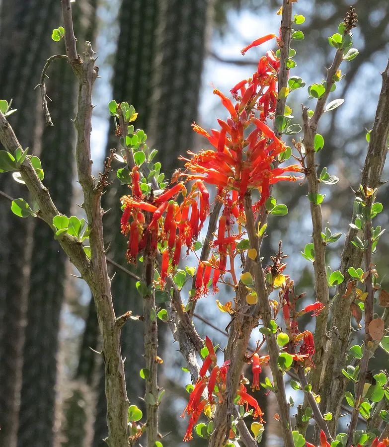 Palo Adan (Fouquieria Diguetii) — native to the arid regions of Mexico
