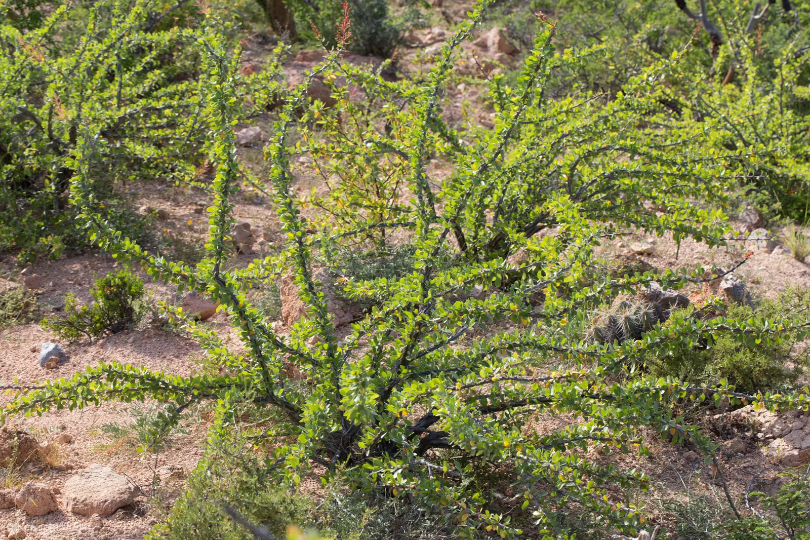 Palo Adan (Fouquieria Diguetii) — Prefers full sun and well-drained soils; drought-tolerant once established