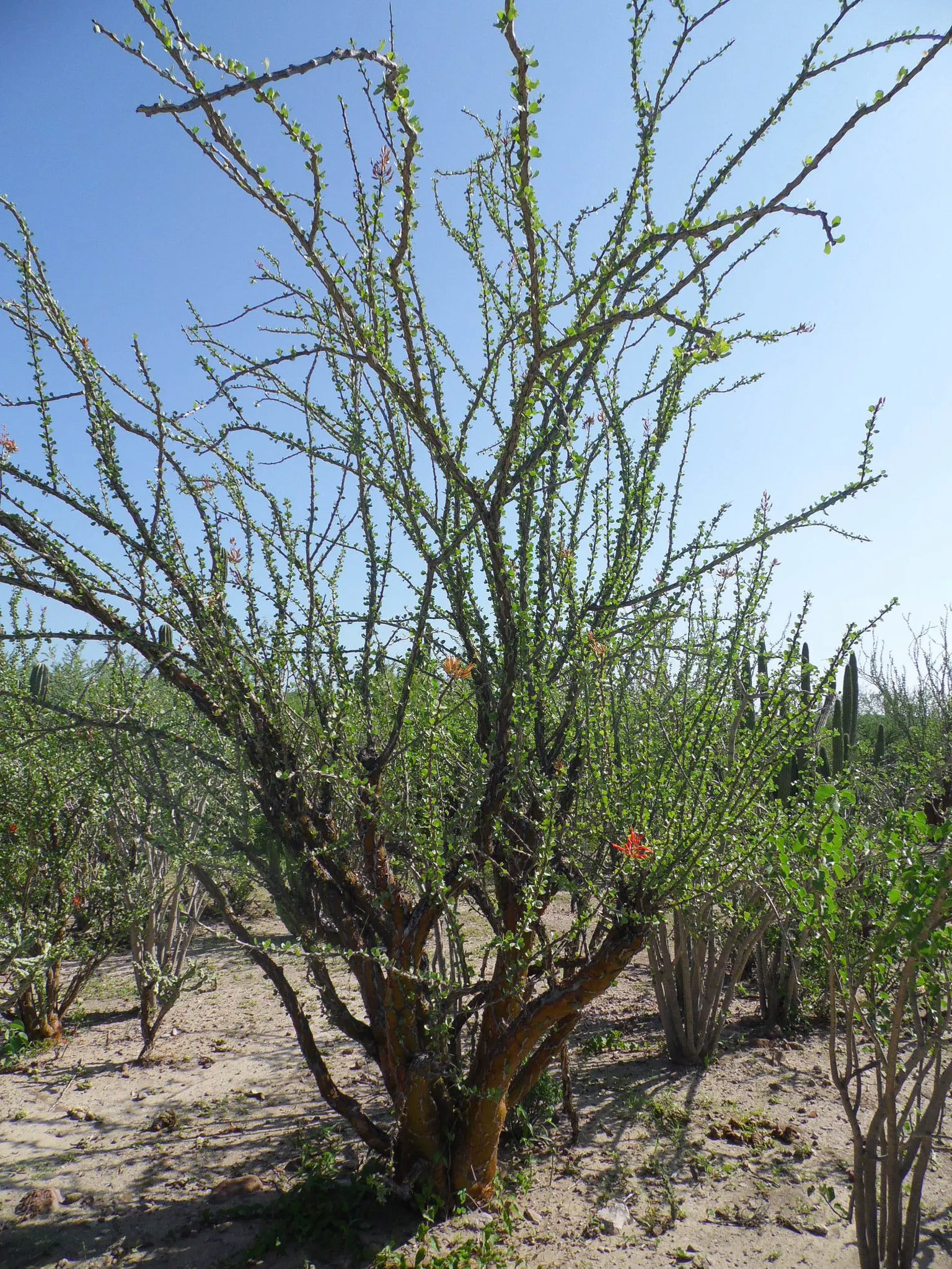 Palo Adan (Fouquieria Diguetii) — scientifically known as Fouquieria diguetii