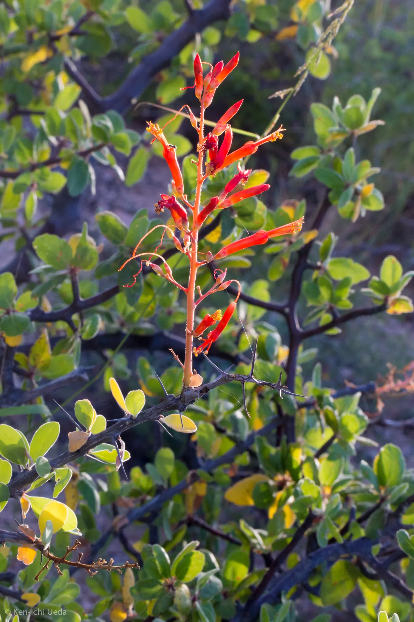 Palo Adan (Fouquieria Diguetii) — Ideal for xeriscapes and focal points in low-water gardens