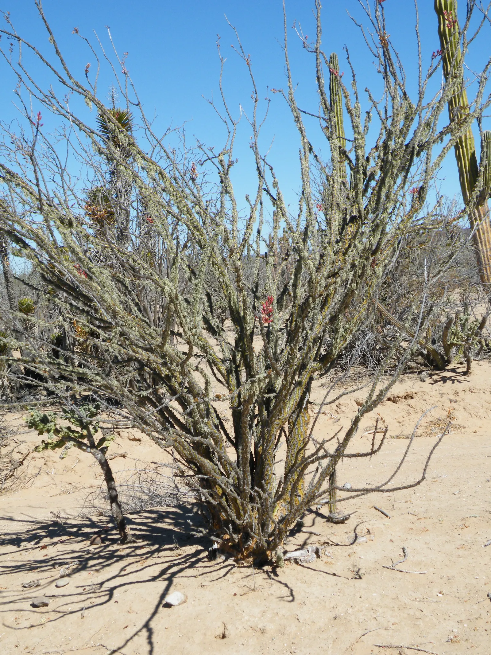 Palo Adan (Fouquieria Diguetii) — is a captivating specimen